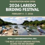 Laredo Birding Festival Flyer